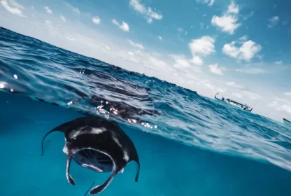 Where can I find manta rays in Maldives?