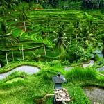 best time to go to bali