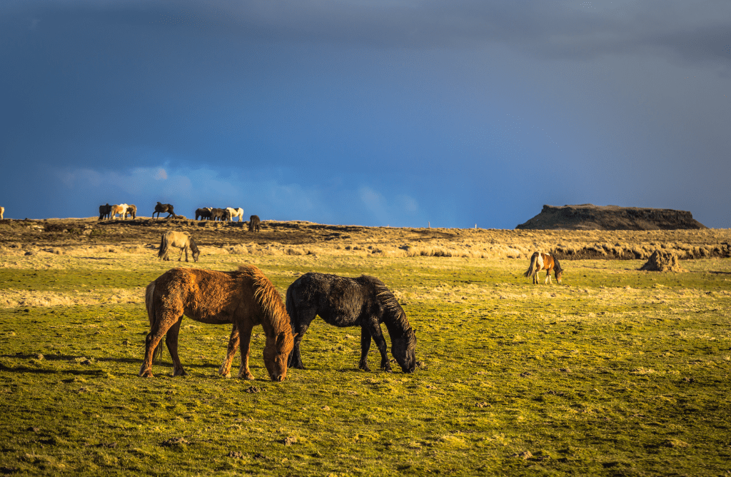 Things to know before visiting Iceland