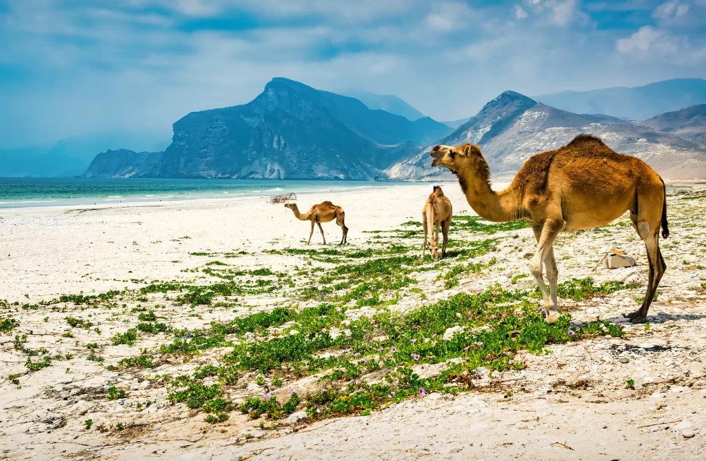 Salalah: A Spot to Refresh Yourself